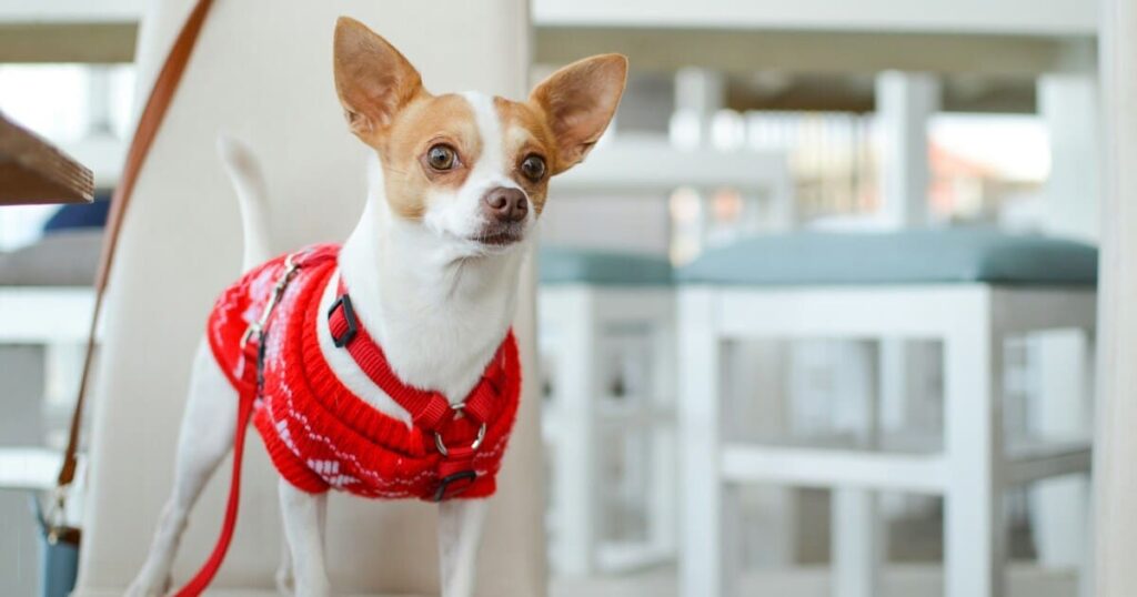赤いセーターを着た小型犬がカフェの椅子に立っている