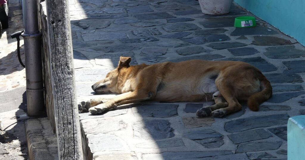 暑さの中でぐったり横たわる犬
