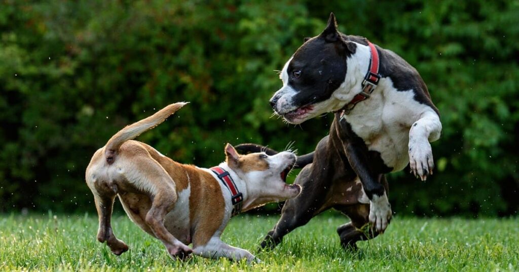芝生の上で争う2匹の犬
