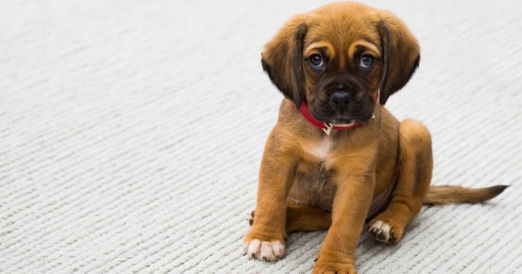 白いカーペットの上で不安そうに座る茶色の子犬