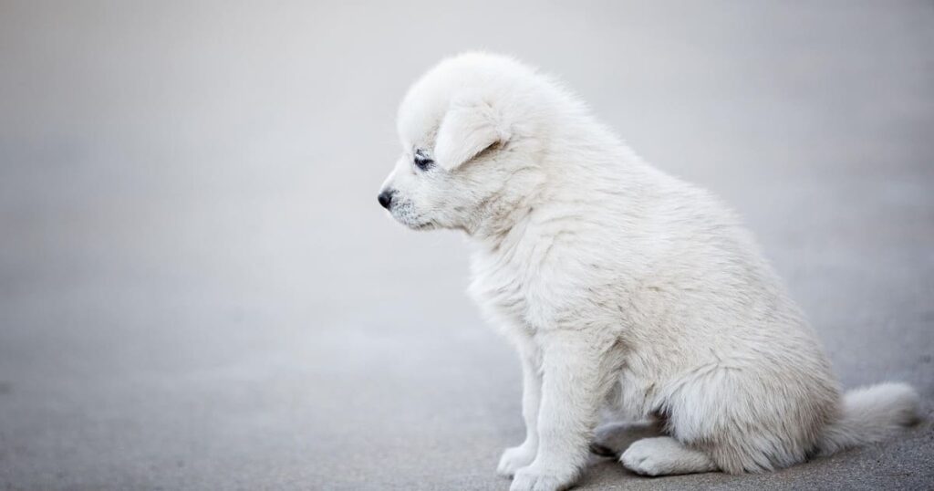 飼い主を待つように座る寂しそうな白い子犬