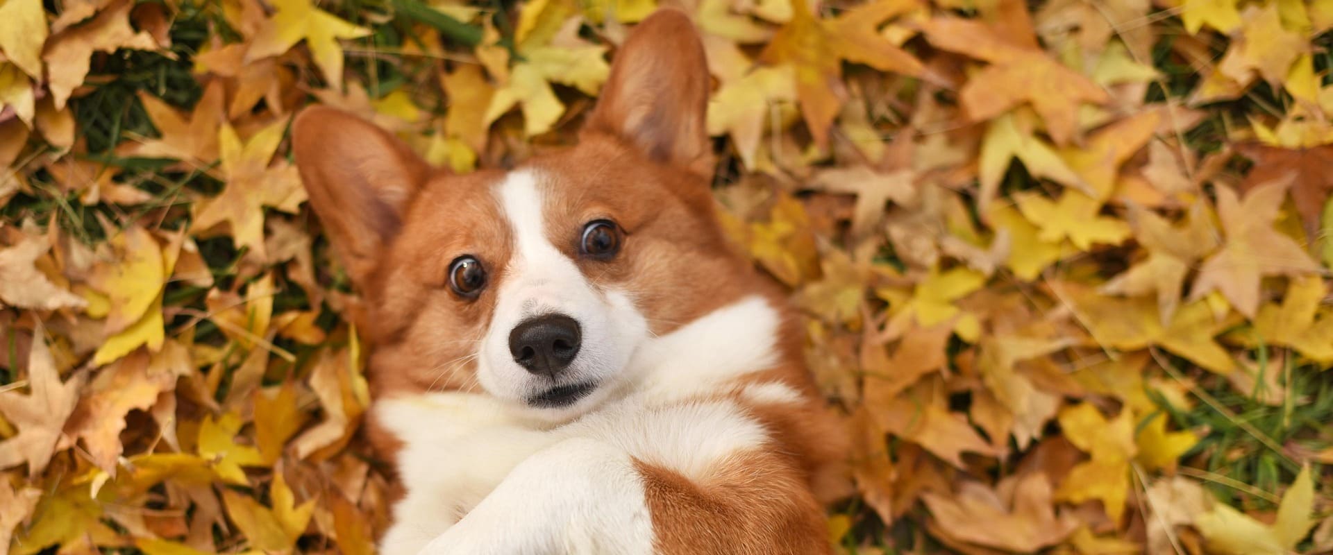 落ち葉の中でくつろぐコーギー
