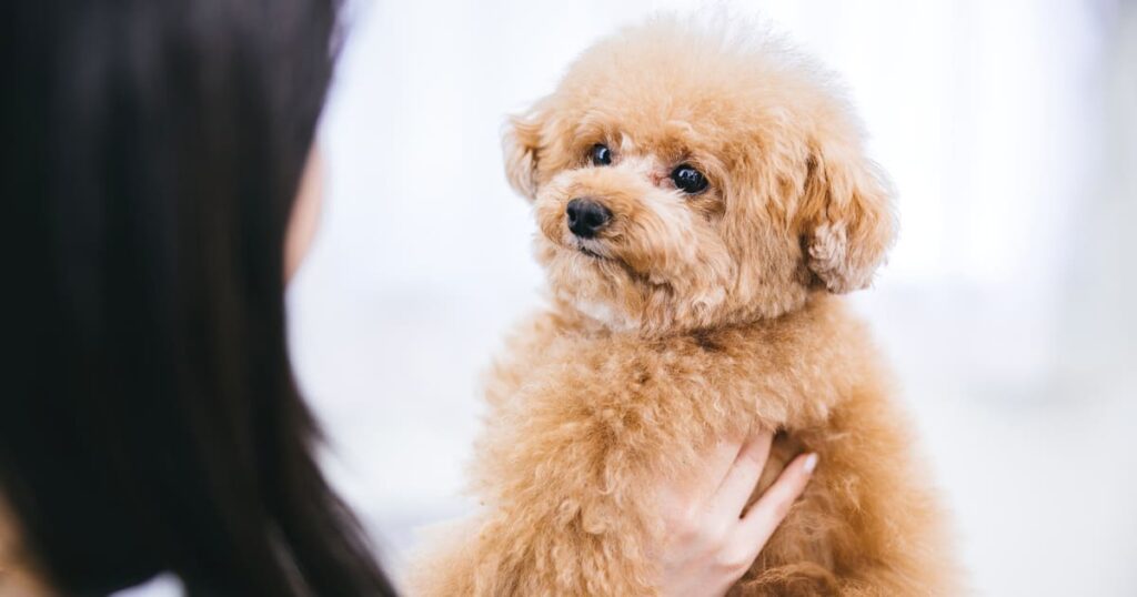 飼い主に抱かれている元気なトイプードル