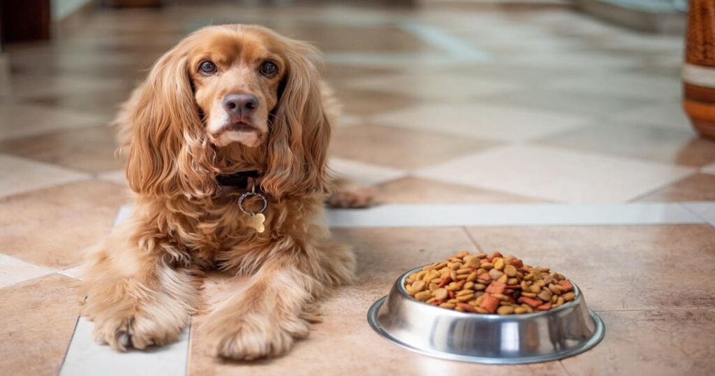 食事の近くでリラックスする犬