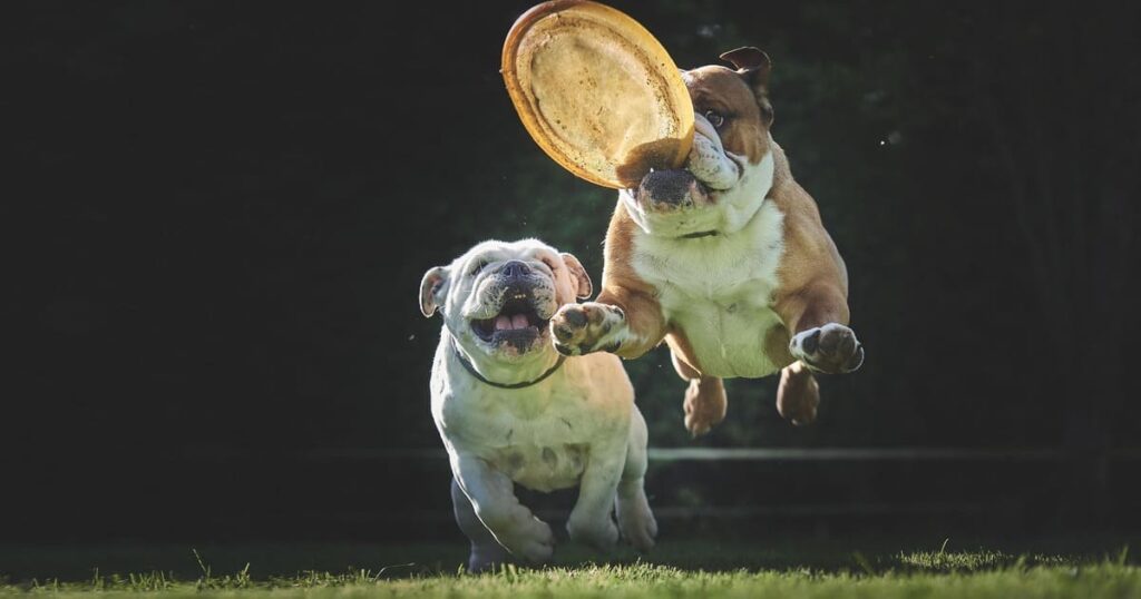 フリスビーを追いかけて遊ぶ犬