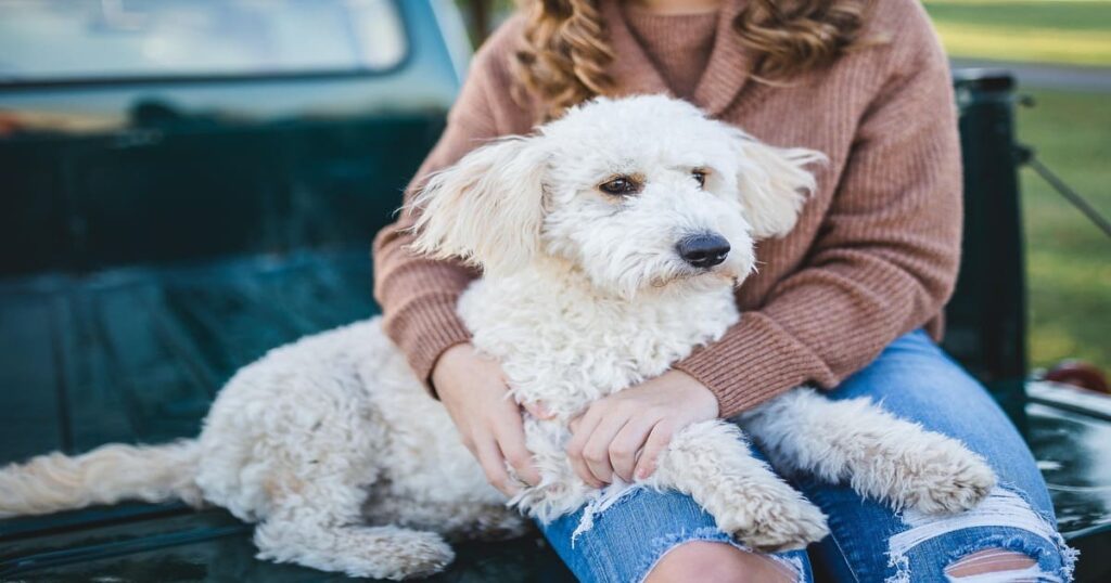 飼い主に抱きしめられる白い犬