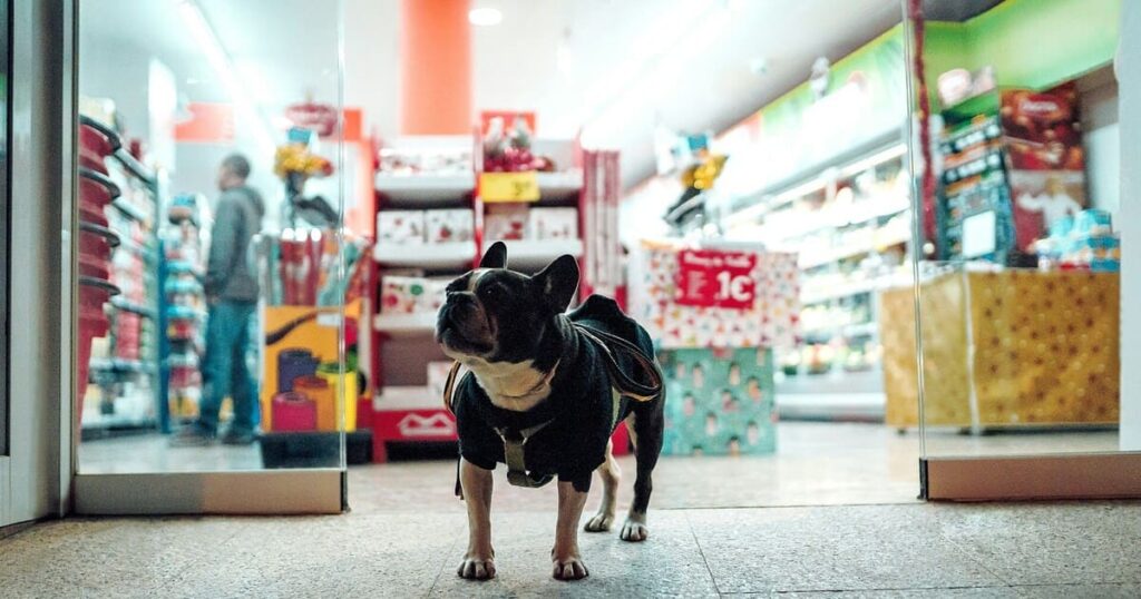 ペットショップの入り口で待つ犬