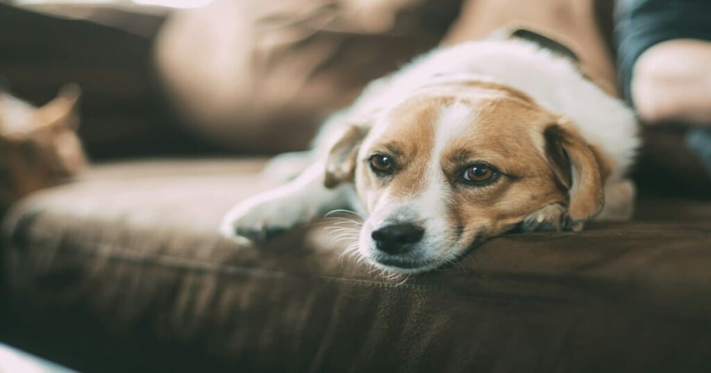 静かに待つ犬の画像