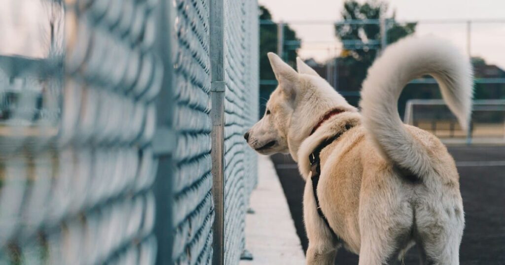 フェンスに向かって尻尾を振る犬の感情の表現