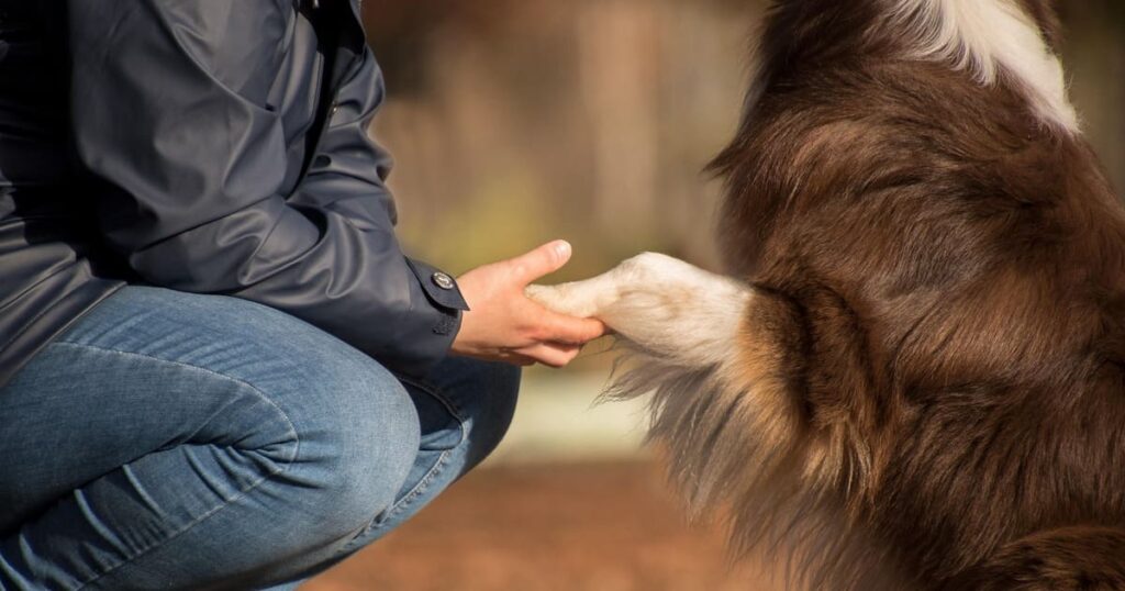 飼い主と信頼関係を築く犬の仕草