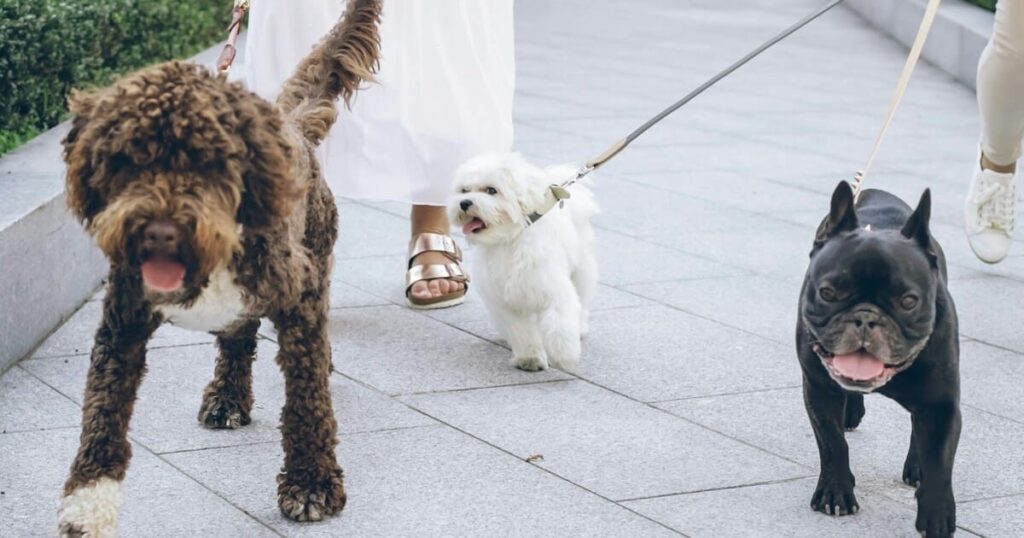 犬と飼い主が都市で散歩しているシーン(ラブラドゥードル、マルチーズ、フレンチブルドッグ)