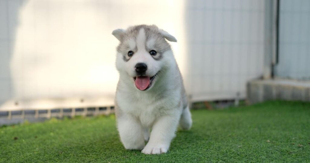 シベリアン・ハスキーの子犬が芝生の上で元気に走っている様子