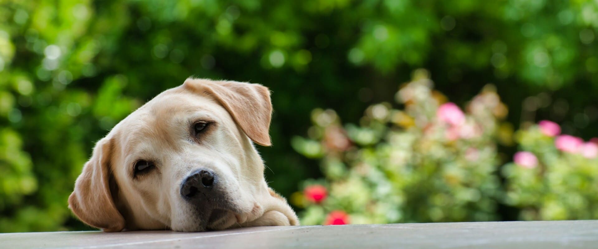 庭でくつろぐラブラドール・レトリーバー