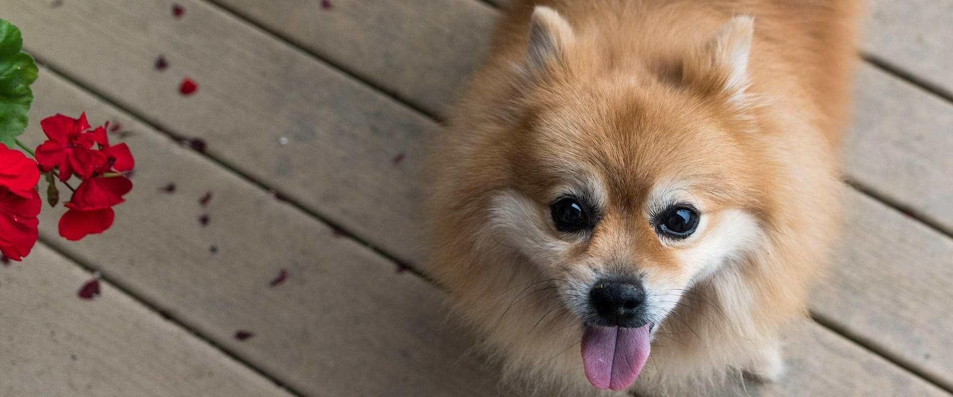 ウッドデッキの上で舌を出して微笑むポメラニアン