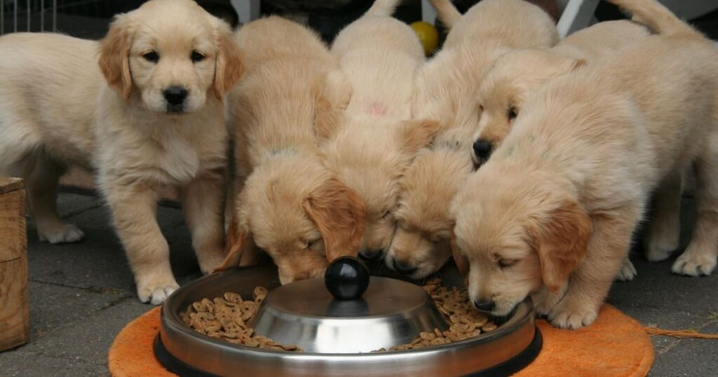 食事中の子犬たち