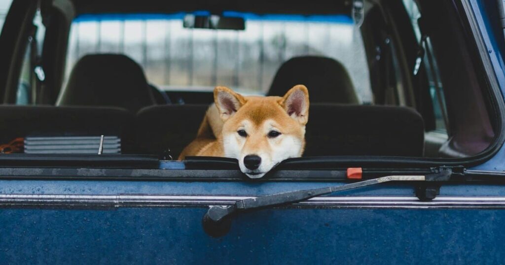 車でお出かけする柴犬