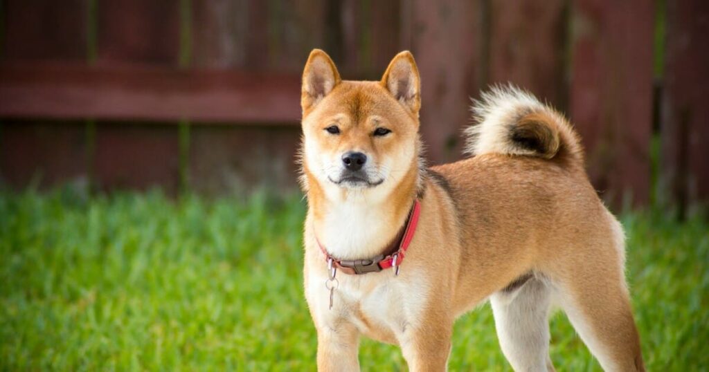 頑固な表情の柴犬