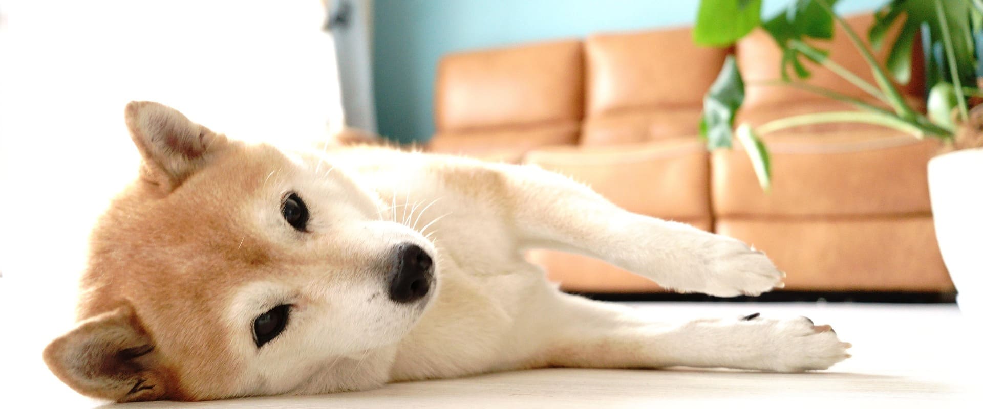 リラックスして横になる柴犬