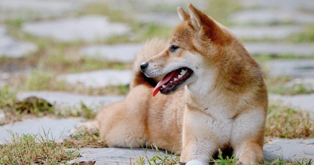 ボールで遊ぶリラックスした柴犬