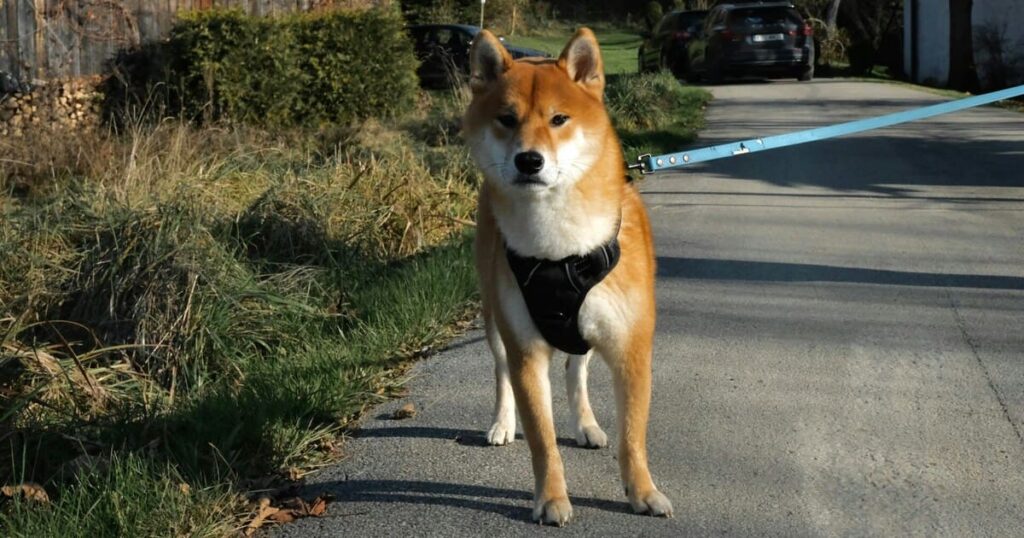散歩中の柴犬